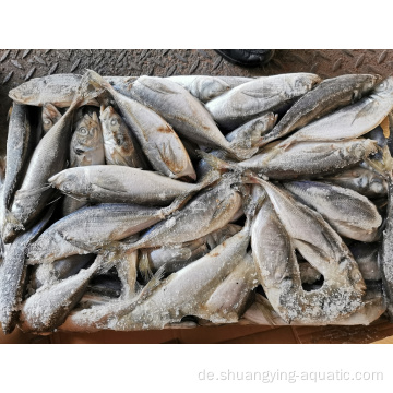 Gefrorene Pferdemakrele Fisch Meeresfutter